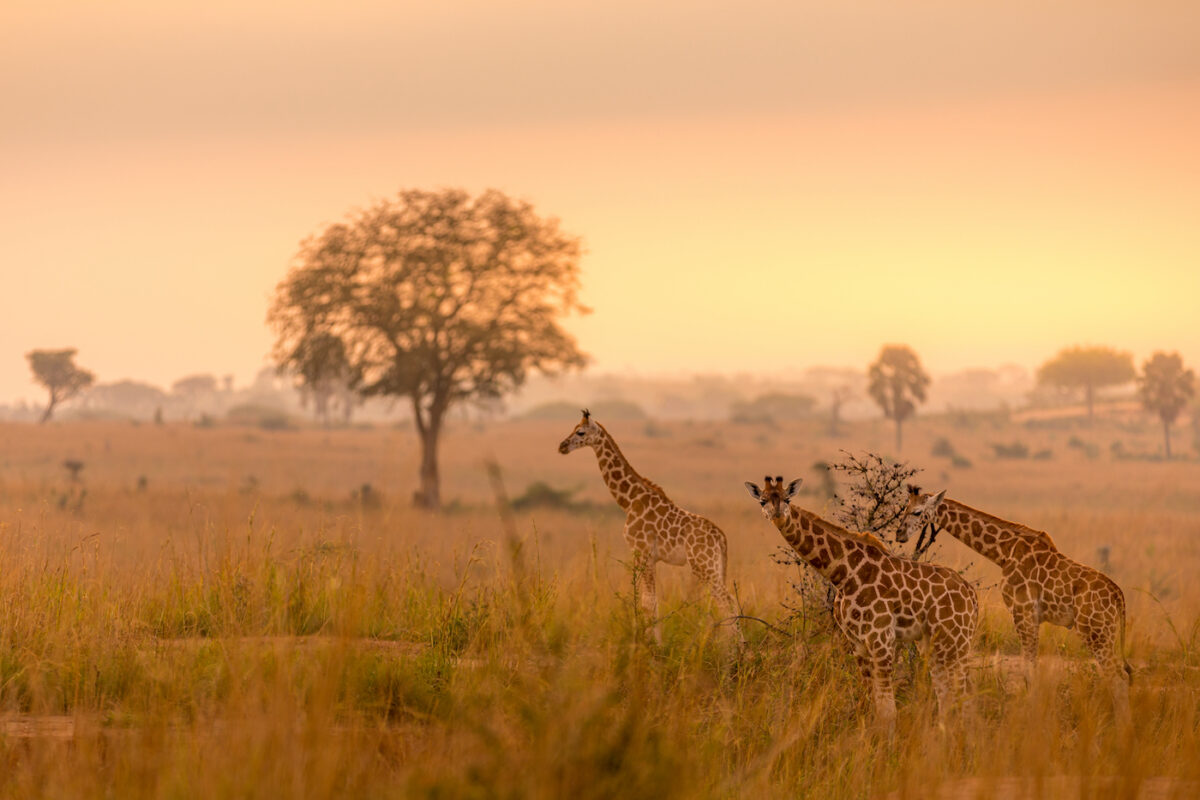 Murchison falls