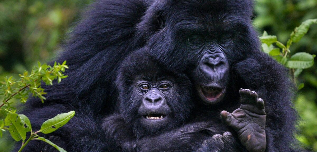Bwindi Gorilla Trekking