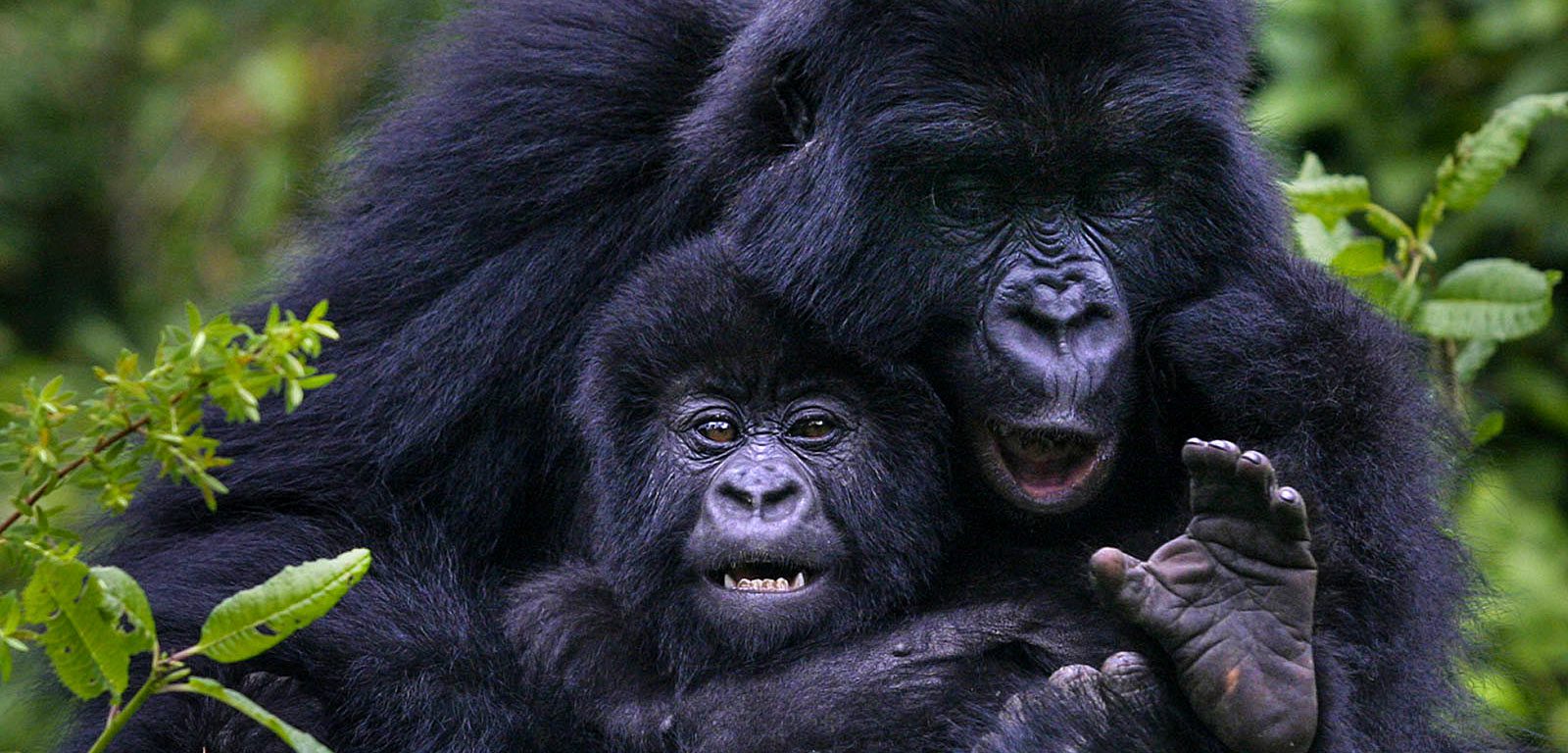 Bwindi Gorilla Trekking