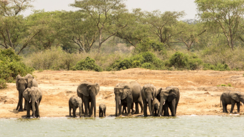 Wildlife safari in uganda
