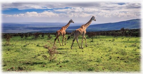 There truly is something to suit every kind of traveler in Tanzania. This amazing country is teeming with beauty that will keep you excited. From the famous game reserves that teem with wildlife to glorious beaches, luxurious accommodations, and incredible culture and cuisines, Tanzania is truly a safari paradise in Africa. If you are wondering Why Visit Tanzania? Here are Top 7 reasons for visiting Tanzania and why you should think about spending your next holiday there. Here are the reasons as to why you should travel to Tanzania – Attractions in Tanzania – Why Visit Tanzania? Wildebeest Migration Africa might have several amazing wildlife experiences but the wildebeest migration is one of the most spectacular to witness before you retire. This unique wildlife encounter is a once-in-a-lifetime experience that any traveler to Africa should experience on their vacation. The wildebeest safari is popular on most travelers’ bucket lists; none can surpass this incredible spectacle: a million wildebeest crossing the plains of the Serengeti in search of fresh grass while braving predators and perilous river crossings. Why Visit Tanzania? This phenomenon is a natural wonder. Wildebeest migration is the second largest terrestrial mammal migration to ever occur on Earth. A safari to Tanzania will allow you to witness this life-changing adventure in Serengeti National Park. Mountain Kilimanjaro Located in North Eastern Tanzania, Mount Kilimanjaro rises from lush, grassy plains and towers over the land and can be seen from neighboring Kenya. Its snow-capped peak is a sight to behold. The mountain represents a powerful life force for the local Chagga people and all those who live around the mountain, providing rich volcanic soils for agriculture and an endless source of pure spring waters. The Mountain is climbed by several travelers every year so it is not the most untouched mountain, nor is it the most arduous, however, it is still an awe-inspiring sight to behold and highly recommended for anyone with even a vague interest in mountaineering. Mountain Kilimanjaro is the highest mountain in Africa, making it a must-visit for those interested in the seven “summit climbing”, that represent the seven highest points in each continent. Climbing Kilimanjaro is surprisingly easy though should not be overlooked. Be delighted to stand on the roof of Africa – a life-changing experience. Zanzibar There is no better way to round off a safari adventure through Tanzania than to spend some time relaxing on the pristine palm-fringed beaches at Zanzibar. The white sand beaches are just perfect for relaxation and water sports that fit any kind of traveler. Known as the “Spice Island”, Zanzibar has brought visitors from other lands since time immemorial – Persians, Chinese, Arabs, Indians, and many more have all sailed their vessels into Zanzibar’s harbor over the centuries. Make your mark today, visit these historic Islands, and explore their hidden secrets and rich culture. A visit to the Stone Town will allow you to explore its spice markets and superb Arabic architecture. You can as well go diving at one of the many dive centers at the local resorts – the waters around the island are very clear and host a huge diversity of marine life. Ngorongoro Crater The Ngorongoro Crater is Tanzania’s true jewel that crowns its beauty. Ngorongoro is the world’s largest intact volcanic caldera – a haven to a wondrous array of wildlife life. This area is a “must-do” on any visit to Tanzania. The backdrop of the crater walls makes for some stunning photographic opportunities as you see the animals roam through the grasslands on the crater floor towards the lake. This area is known for having all the African Big Five animals (lion, leopard, buffalo, elephant, and Rhino). Wildlife and Birdlife When it comes to wildlife numbers, it would be unfair to compare Tanzania with any of its neighbors. Tanzania has the largest concentration and diversity of animals in Africa, backed up by a thriving population of bird life, with over 1000 bird species to spot in the country. Tanzania is home to some of the world’s most treasured national parks and game reserves. The Selous Game Reserve, which is the world’s largest game reserve and home to more than 120,000 elephants, 160,000 buffalos, and 2,000 rhinos, is in the southern part of the country. The award-winning Serengeti is located in the northern safari circuit of Tanzania, home to the world’s natural spectacular, the great migration. The Maasai People The Maasai people of East Africa inhabit semi-arid and arid regions along the Great Rift Valley in southern Kenya and northern Tanzania. They are well recognized for their extremely energizing customs and the unique red fabric they wear, known as a Shuka. Visitors are warmly invited to the region to have a firsthand look at their culture and way of life. Maasai People The Maasai People Visit the iconic Serengeti Look no further than Serengeti National Park if you want to enter a picture-postcard representation of the geography of East Africa. The most sought-after animals on the continent live there, including giraffes, elephants, lions, and cheetahs, in its boundless savannahs and green plains. Make a luxurious lodge your home base and go on excursions to the most isolated areas of the park. You will undoubtedly create lifelong memories, whether you come to witness the tremendous surge of the Great Migration or explore the Serengeti’s more quiet areas. Plan your Tanzania adventure with us for the best safari experiences.