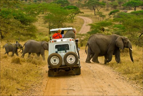 25 Days Gorilla Trekking, Chimps, Wildlife Safari