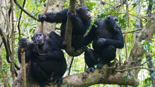 Gorillas