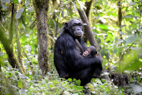 Kenya Wildlife