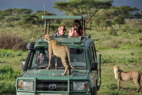 25 Days Gorilla Trekking, Chimps, Wildlife Safari