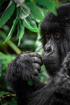 Bwindi