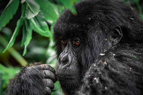 Uganda Gorillas