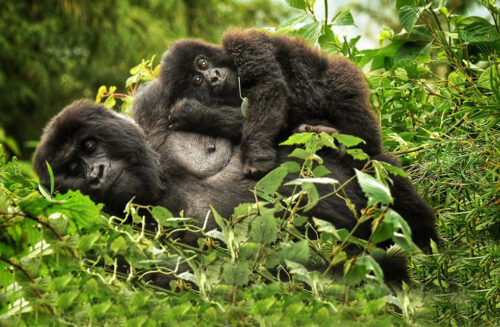 Gorilla trekking in Africa