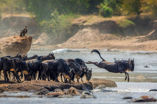 25 Days Gorilla Trekking, Chimps, Wildlife Safari