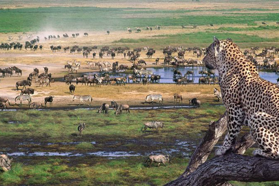 serengeti