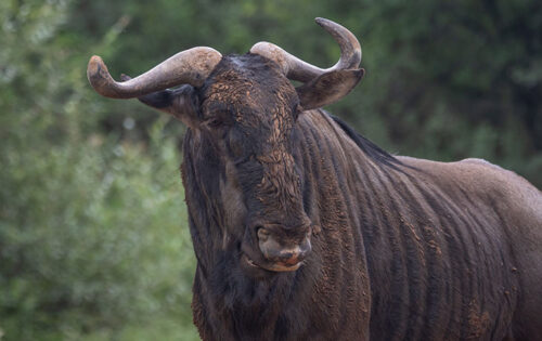 Serengeti Wildebeest