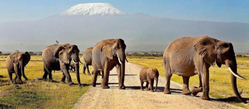 Kenya Wildlife