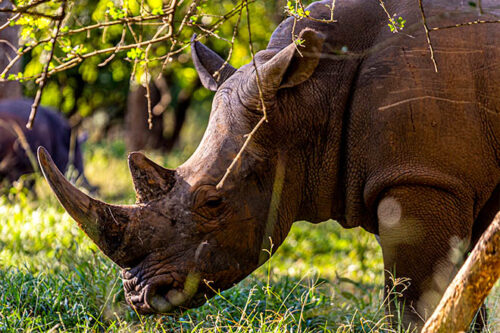 Tanzania Wildlife Safari