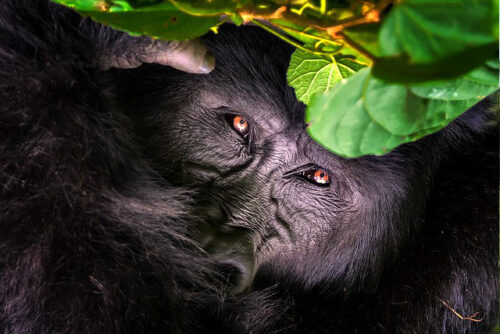 Kenya Wildlife