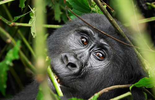 Gorilla Trekking