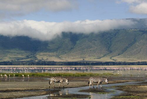Tanzania Wildlife