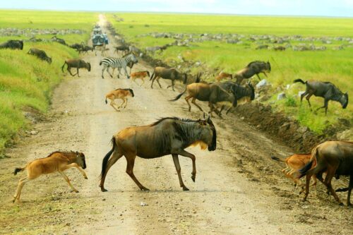 best of tanzania