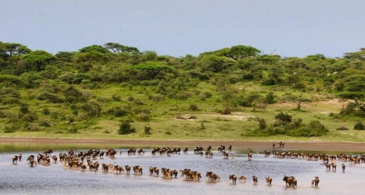 Safari Holiday