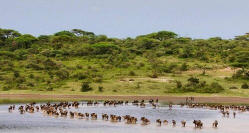 Wildebeest Migration