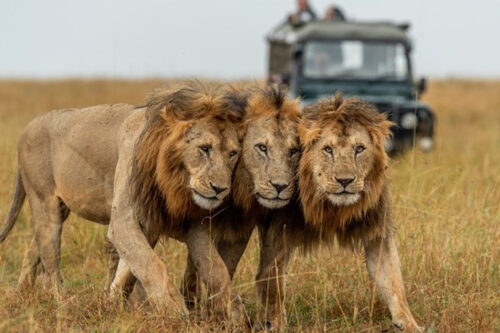 Serengeti Wildebeest