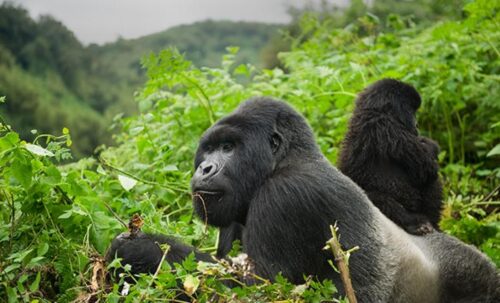 Gorilla