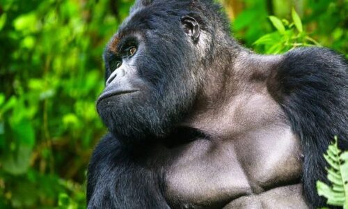 Gorillas