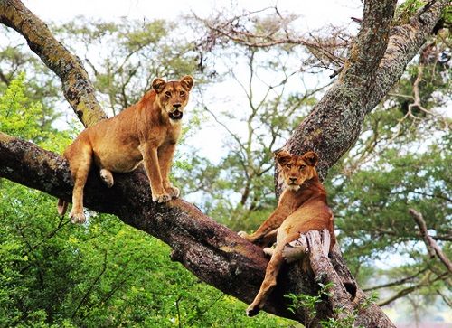 Kenya Wildlife
