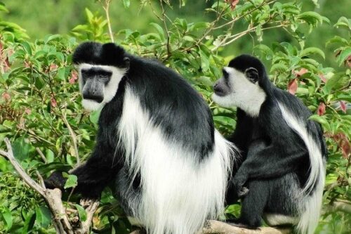 25 Days Gorilla Trekking, Chimps, Wildlife Safari