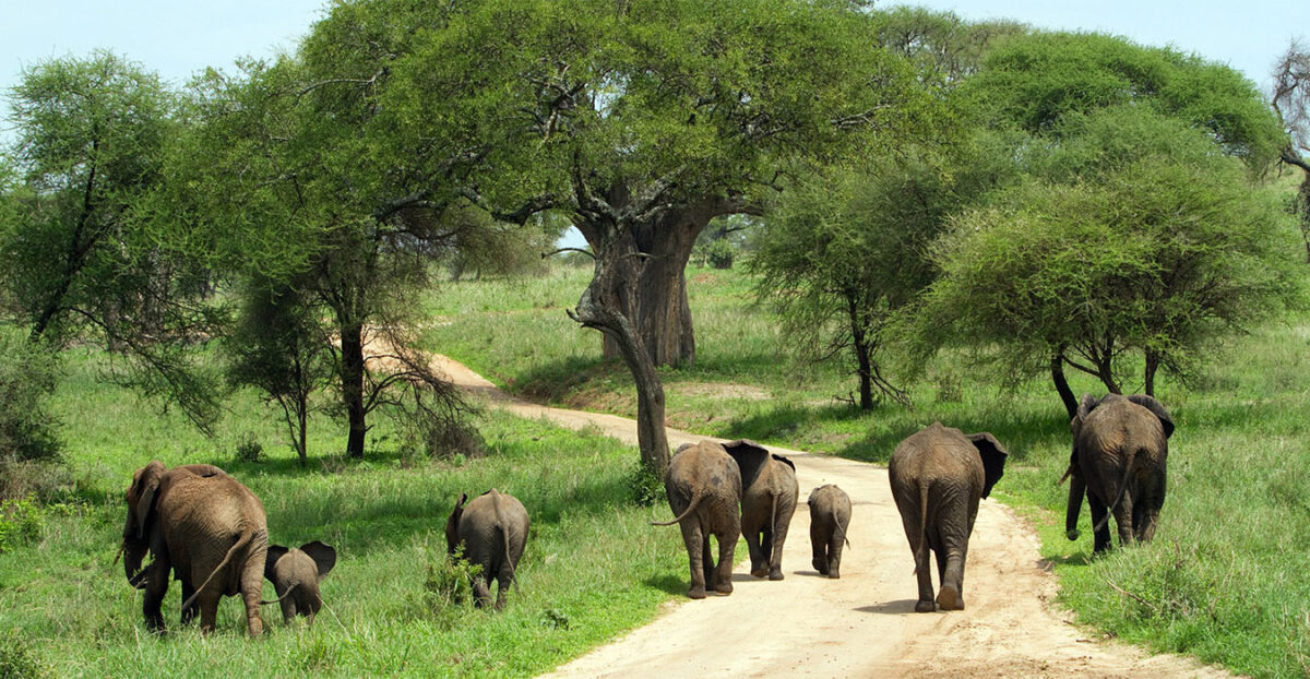 uganda safari