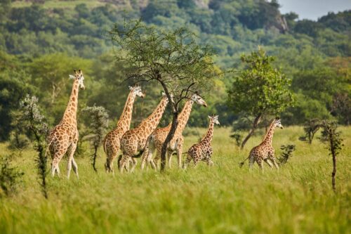 Tanzania Big Five Safari