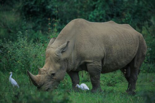 9 Days Best of Uganda Safari
