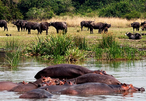 Safari Holiday