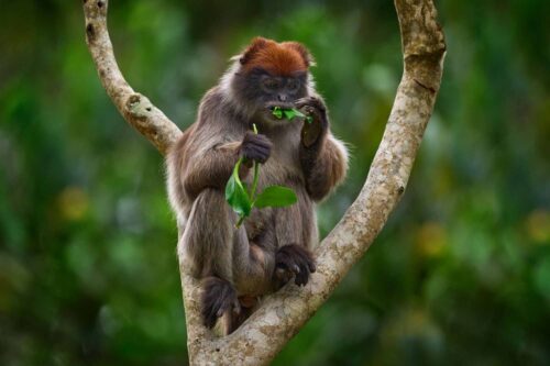 Gorilla Trekking