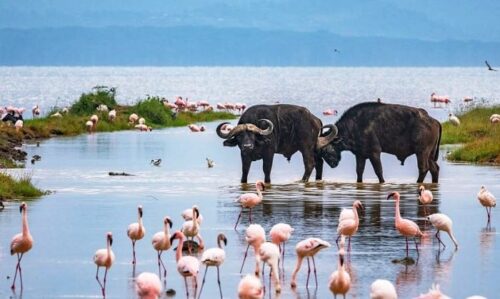 Kenyan Safari