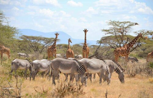 Kenyan Safari