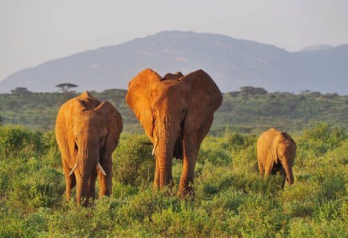 Kenyan Safari