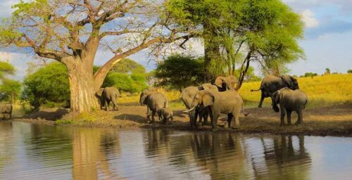 Wildebeest Migration