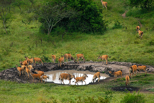 9 Days Best of Uganda Safari