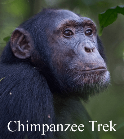 explore uganda trekking
