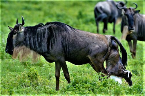 Kenya Wildlife Safari