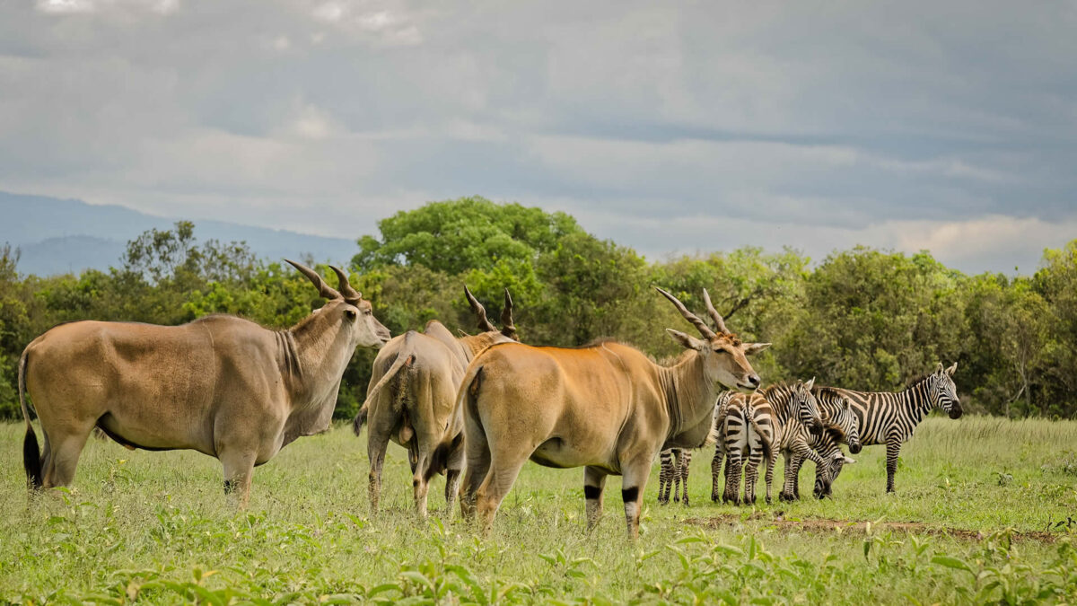 Kenyan Safari