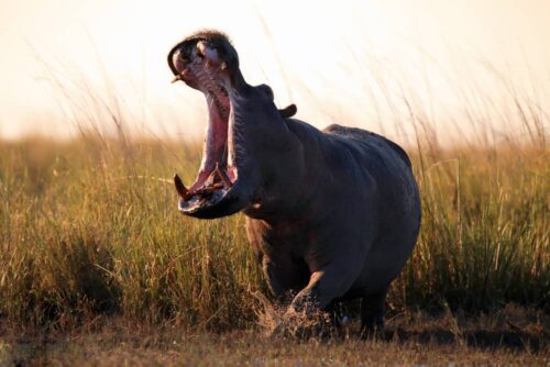 Kenya Wildlife