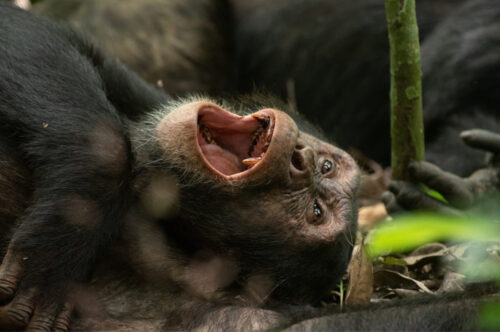 25 Days Gorilla Trekking, Chimps, Wildlife Safari