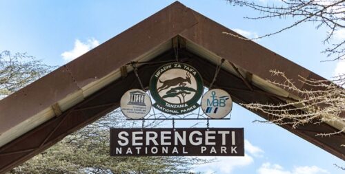 Serengeti Wildebeest