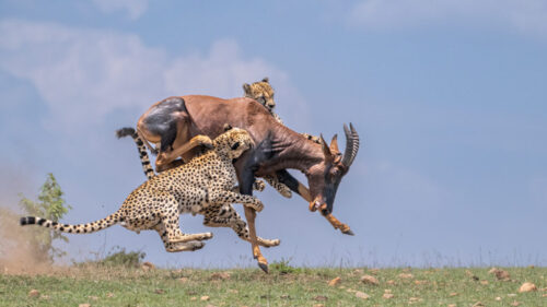 Luxury Kenya