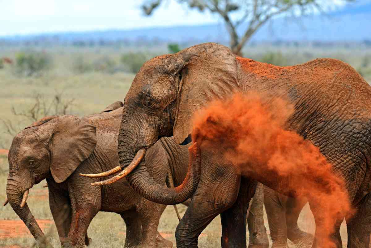 Tsavo