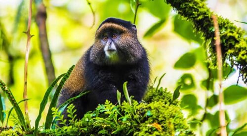 gorilla trekking