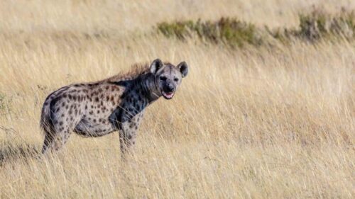 Kenya Wildlife
