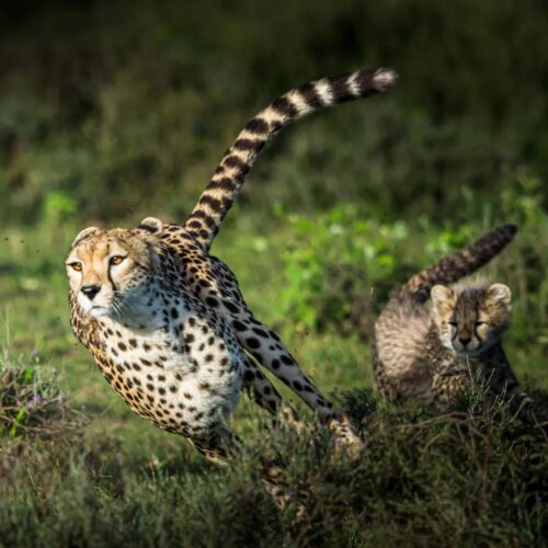 Serengeti