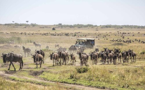 Kenya Wildlife